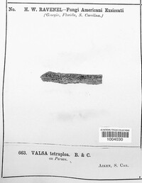 Eutypella tetraploa image